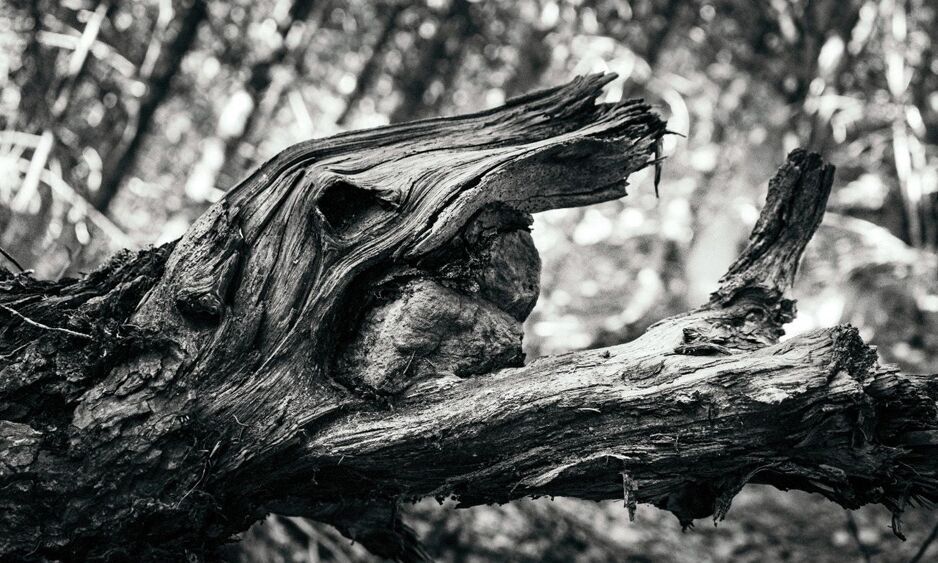 Die Haut des Baumes, die Weite und der Atem