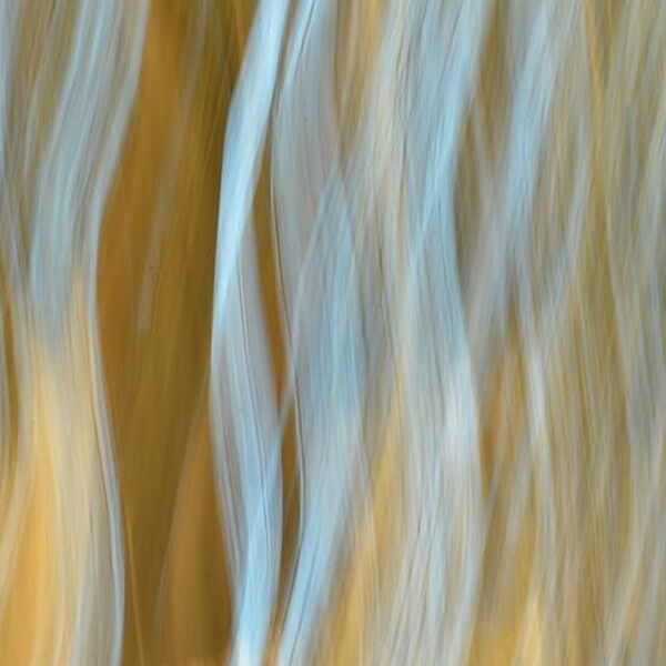 Veranstaltung Mohr-Villa: Naturfotografie