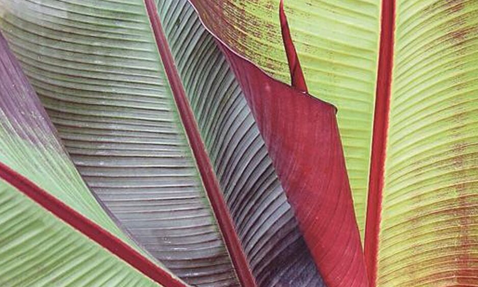 Veranstaltung: Blätter - auf Reisen