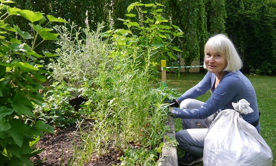 Mohr-Villa pflanzt an