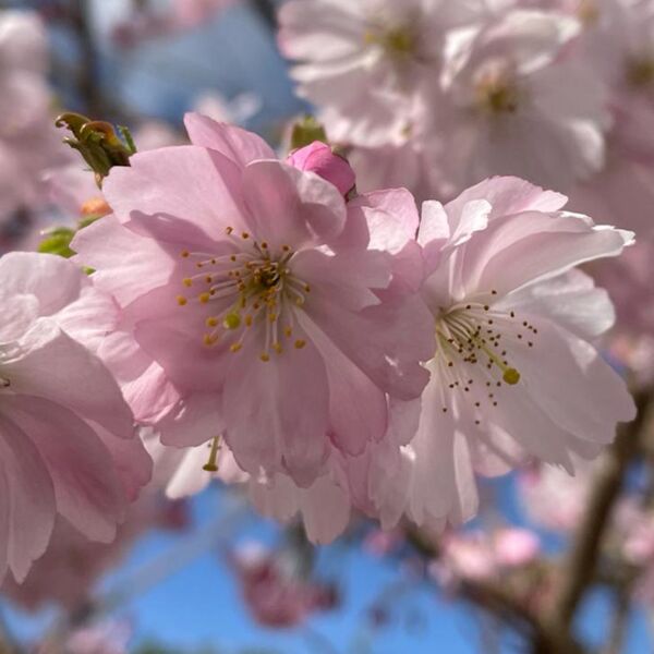 Veranstaltung Mohr-Villa: Mitsingkonzert: Here comes the sun