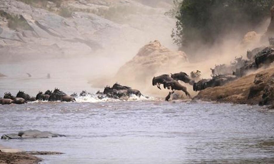 Veranstaltung: Tiere Afrikas