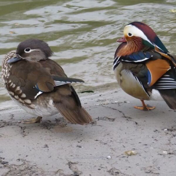 Veranstaltung: Der gefangene Kleinhesseloher See