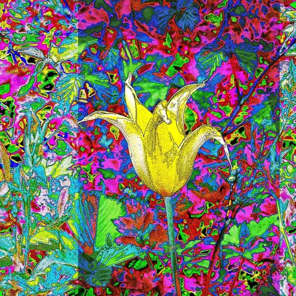 Veranstaltung Mohr-Villa: Ich bin ein Pelikan