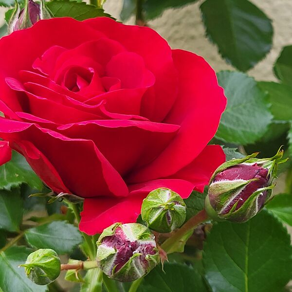 Veranstaltung Mohr-Villa: Musik für Alle: „Für uns soll’s rote Rosen regnen!“