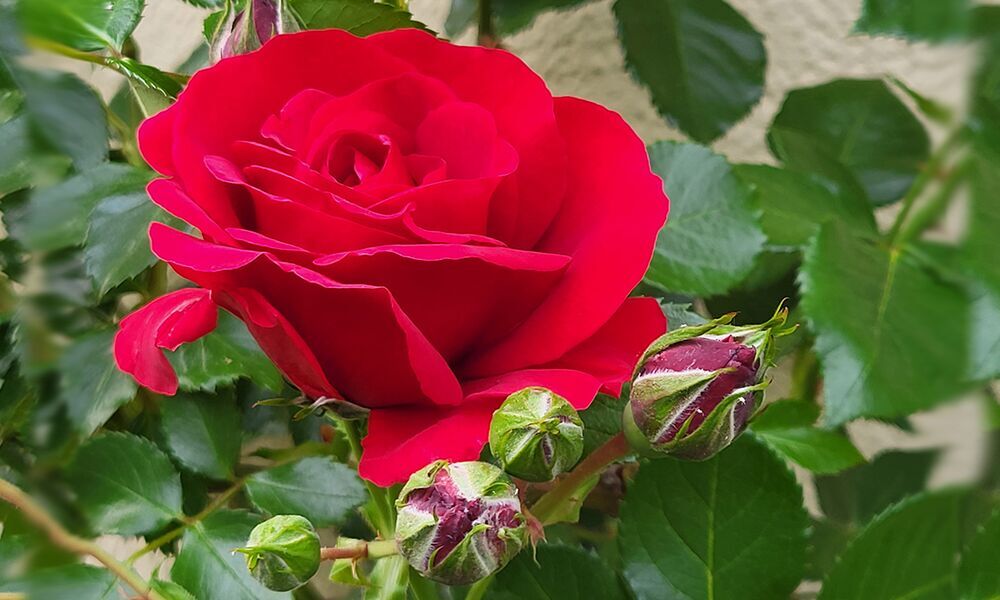 Musik für Alle: „Für uns soll’s rote Rosen regnen!“