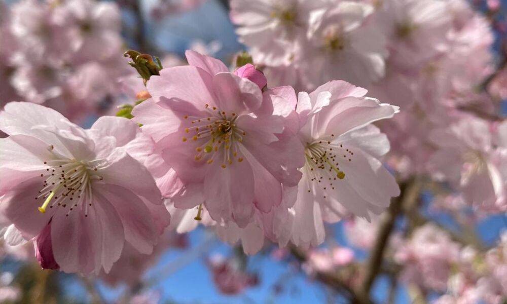 Mitsingkonzert: Here comes the sun