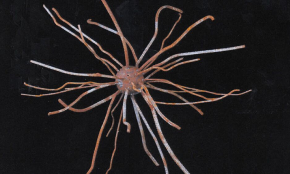 Veranstaltung: Ungelöste Rätsel - Die Kunst und das Geheimnisvolle